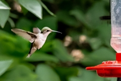 D8504724-Emerald-Hummingbird-approaching-feeder-with-tounge-sticking-out