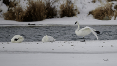 D8504750-Trumpeter-Swan-Ballet