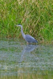 D8504752-Great-Blue-Heron