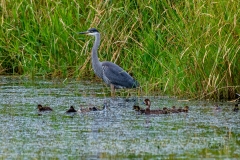 D8504761-Great-Blue-Heron