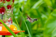 D8504768-Emerald-Hummingbird-approaching-feeder
