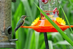 D8504827-Emerald-Hummingbird-on-feeder