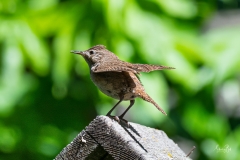 D8505298-House-Wren-on-a-bird-house-Copy