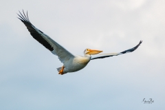 D8505629-American-White-Pelican-in-Flight-Copy