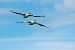 D8505657-Pair-of-American-White-Pelicans-in-Flight-Copy
