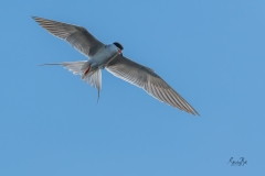 D8505893-Arctic-Tern-hovering_-Copy