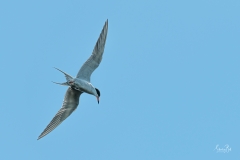 D8505914-Arctic-Tern-Ready-to-Dive-Copy-1