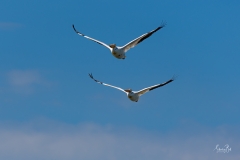 D8505945-Pair-of-American-White-Pelicans-in-Flight-Copy