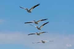 D8505955-American-White-Pelicans-in-Flight-Copy