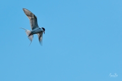 D8506015-Arctic-Tern-Ready-to-Dive-Copy