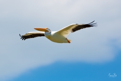 D8506169-American-White-Pelican-in-Flight-Copy