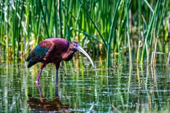 D8506297-White-faced-Ibis_-Copy