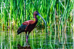 D8506310-White-faced-Ibis_-Copy