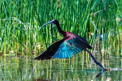 D8506321-White-faced-Ibis-take-off-Copy