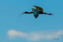 D8506337-White-faced-Ibis-in-Flight-Copy