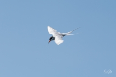 D8506540-Arctic-Tern-diving-Copy