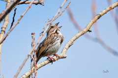 D8508209-Song-Sparrow
