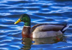 D8508267-Mallard-Drake-water-drop