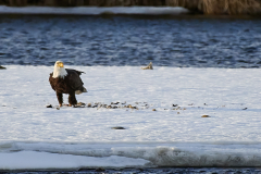 D8508288-Bald-Eagle-with-kill-on-the-Bow-river