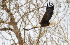 D8508598-Bald-Eagle_