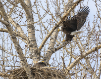 D8508847-Bald-Eagles-building-nest