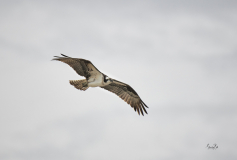 D8509878-Soaring-Osprey-in-Fishcreek-Park