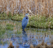 D8509976-Great-Blue-Heron