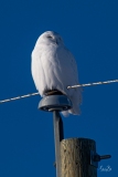 D850_7617-Snowy-Owl-scaled