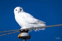 D850_7688-Snowy-Owl-Langdon-Alberta-area