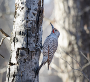 DSC-1997-Northern-Flicker