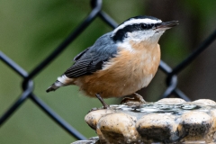 DSC7048-Red-breasted-Nuthatch