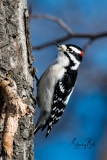 Downy-Woodpecker