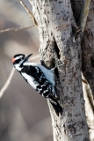 Downy-Woodpecker-on-Tree