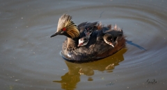 Eared-Grebe-with-three-chicks-on-its-back_8503674