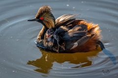 Eared-Grebe-with-three-chicks-on-its-back_8503831
