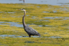Great-Blue-Heron-6