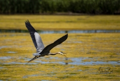 Great-Blue-Heron-7