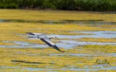 Great-Blue-Heron-9