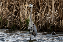 Great-Blue-Herron