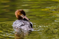 Merganser