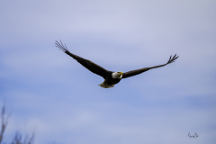 NZ8_2280-Bald-Eagle-soaring
