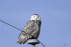 NZ8_7899-Female-Snowy-Owl_-scaled