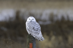 NZ8_7958-Female-Snowy-Owl-at-dusk