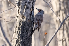 Northern-Flicker