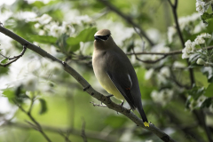 Nz8_4826-Cedar-Waxwing-in-Hawthorne-Tree-scaled