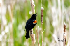 Redwing-Blackbird-on-Bull-rush