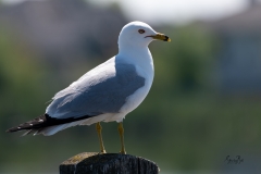 Ringed-Gull-Grande-Priarie-Alberta_8503140