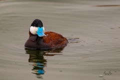 Ruddy-Duck-Drake-Oxyura-jamaicensis-8502188