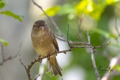 Sparrow-on-branch