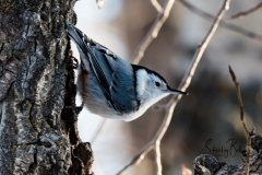 White-Breasted-Nuthatch-2